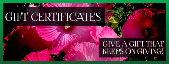 Gift Certificates at Lamoureux Greenhouses Gift Certificates at Lamoureux Greenhouses